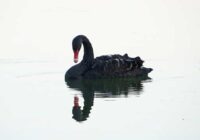 ai-black-swan-investing