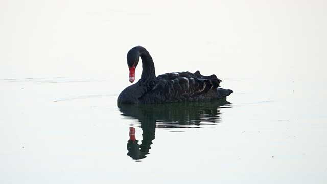 ai-black-swan-investing